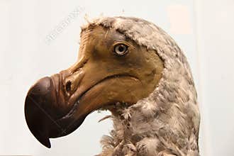 Dodo