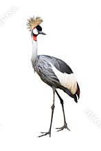 Bird gray crown crane