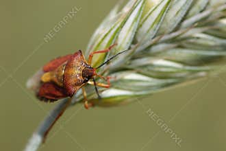 Sloe bug on the corn