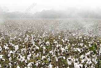 Cotton Field