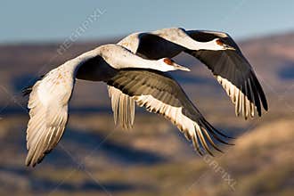 Sandhill Cranes in Flight