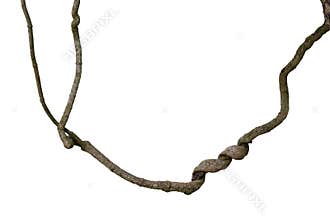 Spiral twisted jungle tree branch, vine liana plant isolated on