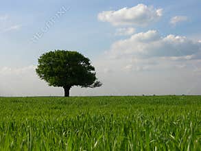 Lonely Tree Background