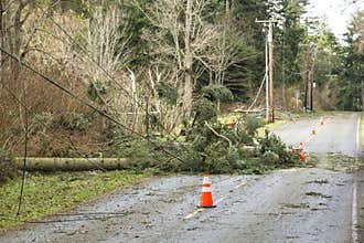 Fallen trees and downed power lines blocking a road; hazards after a natural disaster wind storm