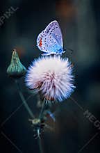 Butterfly on Flower