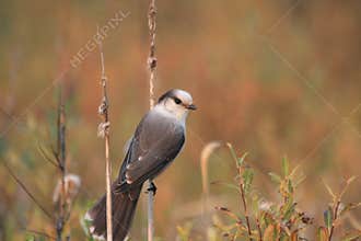 Gray jay