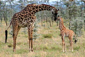 Mom and Baby Giraffe