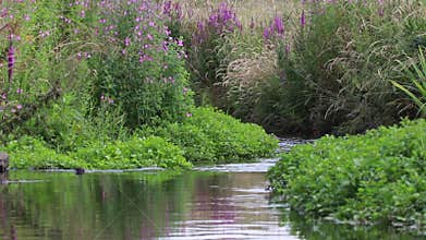 Landscape scenes of small stream, river and the blooms on its banks during a sunny afternoon in july, scotland