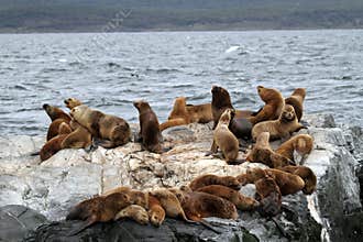South American sea lions, Tierra del Fuego