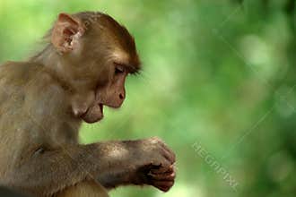 Monkey with a green background.