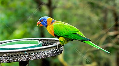Bright Colourful Lorikeet, Australia