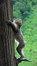 Snow monkey climbing up a tree in Jigokudani, Japan