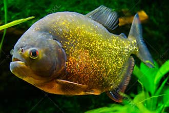 Red bellied piranha in close up, a colorful glittering tropical fish in the colors gold, orange and red