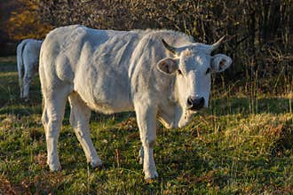 Marchigiana breed, italian white cows