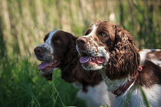 Hunting dogs Russian spaniel. Two dogs of the same coloring. White with brown