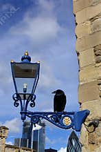 Raven of the Tower of London