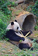 Giant panda lying down while enjoying eating her evening bamboo snack