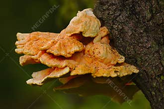 Laetiporus sulphureus