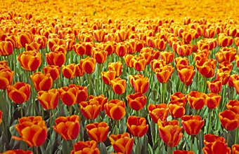 Orange tulip