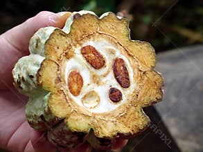 Cocoa