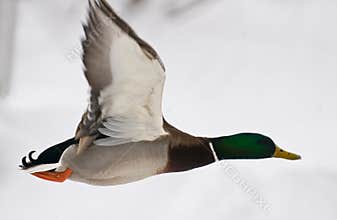 Duck in flight