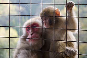 Japanese macaque - adult with baby