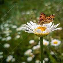 Closeup of The Butterfly and The Flower in The Field