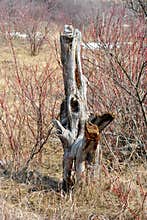 Meadow with old dry apple tree stump with hollow