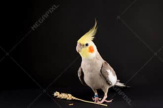Funny memes, Parrot protecting food, Cute Cinnamon Cockatiel