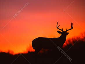 White-tailed Buck Silhouette