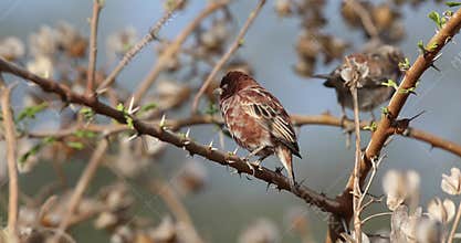 Chestnut sparrow sits on thorn branch