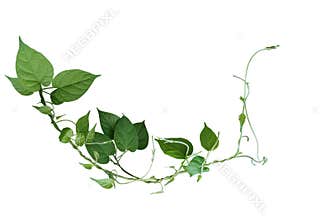 Twisted jungle vines liana plant with heart shaped green leaves isolated on white background, clipping path included