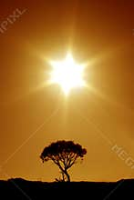 Australian Outback: The Last Tree