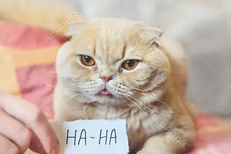 April Fools ' Day concept with funny moody scottish cat and paper sheet with HAHA. 1 April, All Fools ' Day, humor, prank, joke