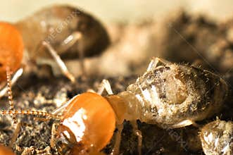 Termite Macro shot