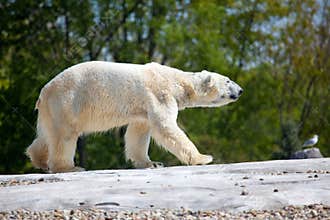 Polar Bear Walking