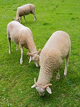 Sheep in farm