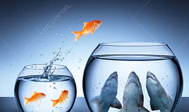 Shark Trap - Business Risk Concept