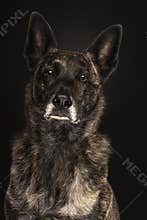 Portrait of a Dutch Shepherd dog, brindle coloring, on a black background