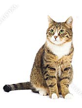 Cat looking up. Copy space. Isolated