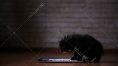 A little black kitten in the evening is playing with a screen tablet computer. Having fun and jumping on the screen.