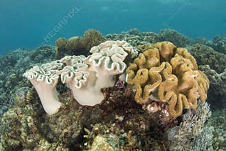 Philippine Coral Reef