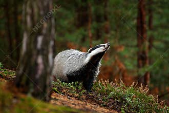 Badger in forest, animal nature habitat, Germany, Europe. Wildlife scene. Wild Badger, Meles meles, animal in wood. European badge