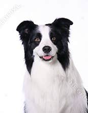Dog pet Border Collie