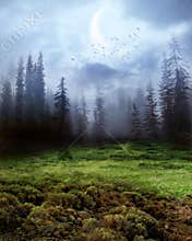 Moonlit Fantasy Forest Background Dreamscape Landscape