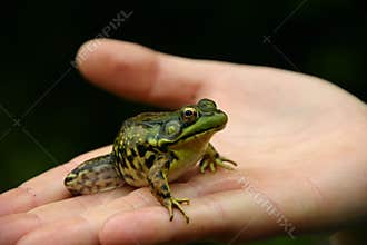 Green frog