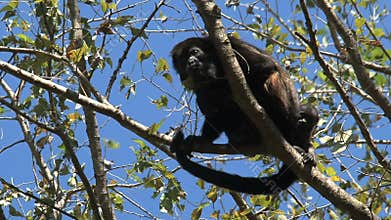 Black Howler Monkey