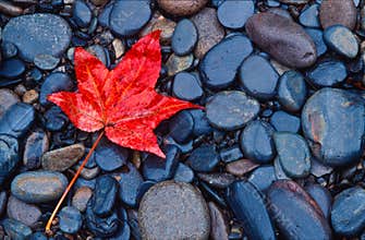Brilliant red fall leaf on river rocks