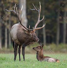 Bull Elk wit Calf