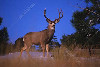 Mule Deer Buck on Skyline